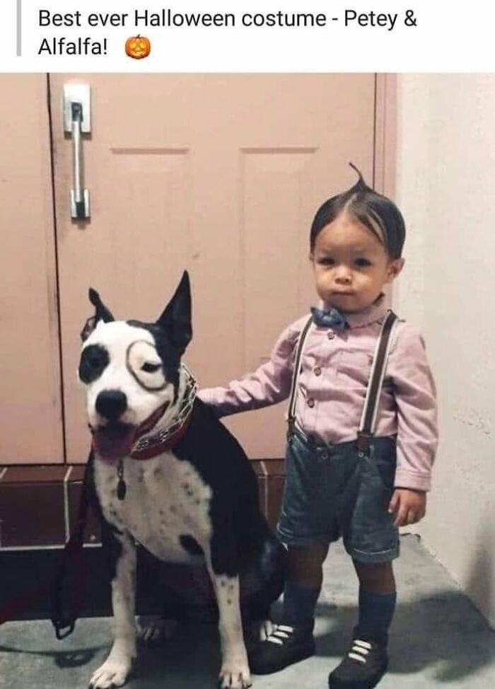 Wait, They Actually Ranked Dog Memes? Yep, And These Are the Funniest!