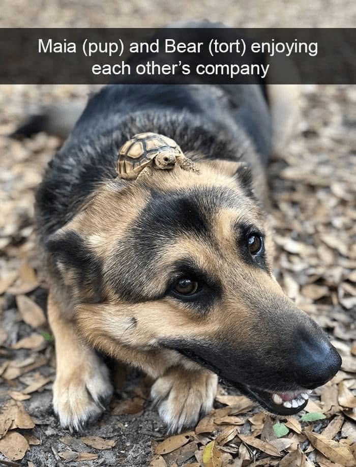 Wait, They Actually Ranked Dog Memes? Yep, And These Are the Funniest!