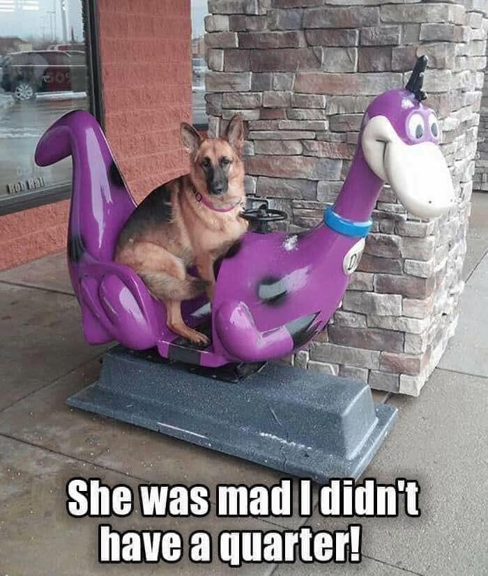 Wait, They Actually Ranked Dog Memes? Yep, And These Are the Funniest!