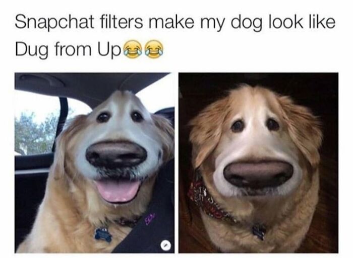 Wait, They Actually Ranked Dog Memes? Yep, And These Are the Funniest!