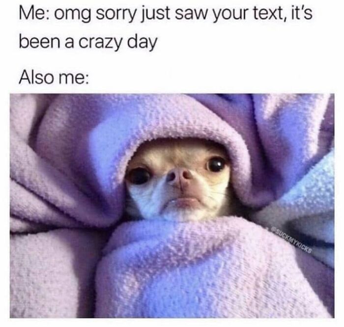 Wait, They Actually Ranked Dog Memes? Yep, And These Are the Funniest!