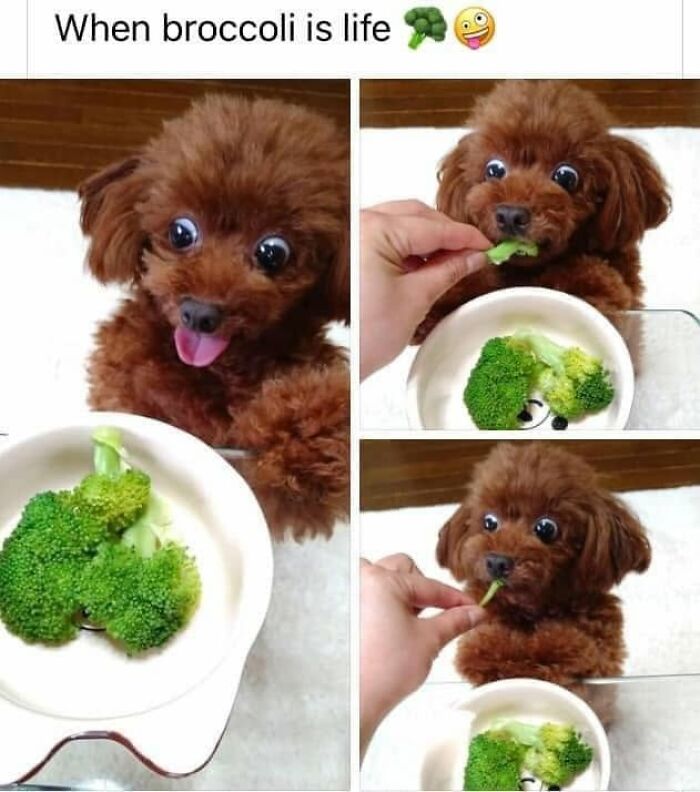 Wait, They Actually Ranked Dog Memes? Yep, And These Are the Funniest!