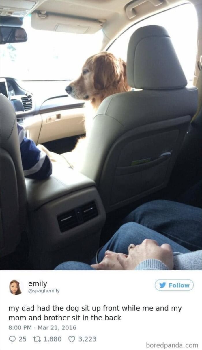 Wait, They Actually Ranked Dog Memes? Yep, And These Are the Funniest!