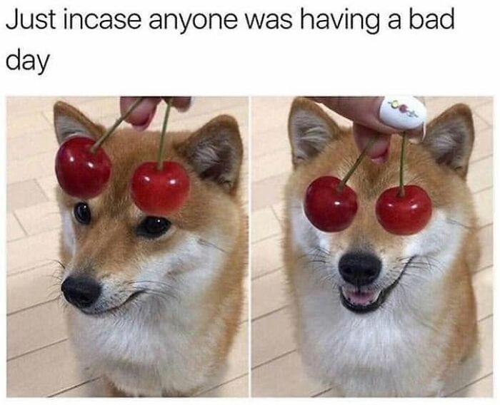 Wait, They Actually Ranked Dog Memes? Yep, And These Are the Funniest!