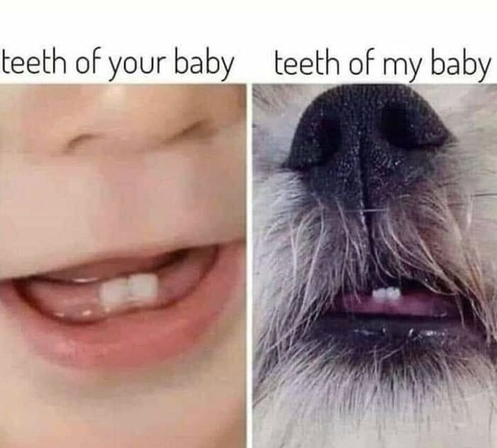 Wait, They Actually Ranked Dog Memes? Yep, And These Are the Funniest!