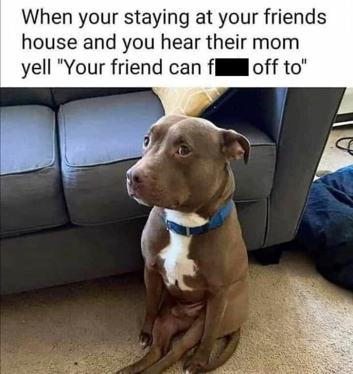 Wait, They Actually Ranked Dog Memes? Yep, And These Are the Funniest!