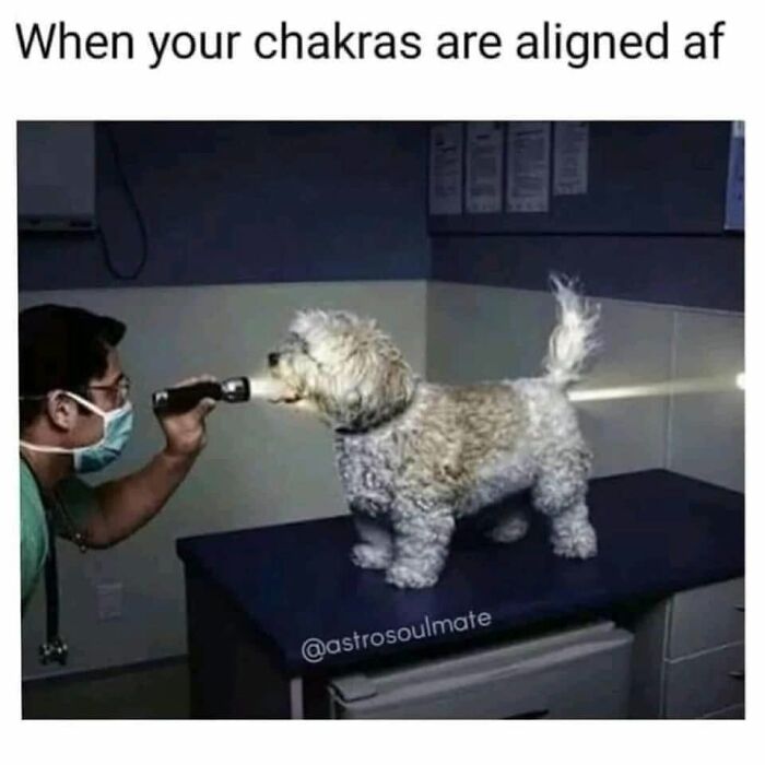 Wait, They Actually Ranked Dog Memes? Yep, And These Are the Funniest!