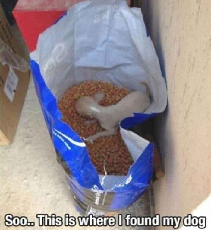 Wait, They Actually Ranked Dog Memes? Yep, And These Are the Funniest!