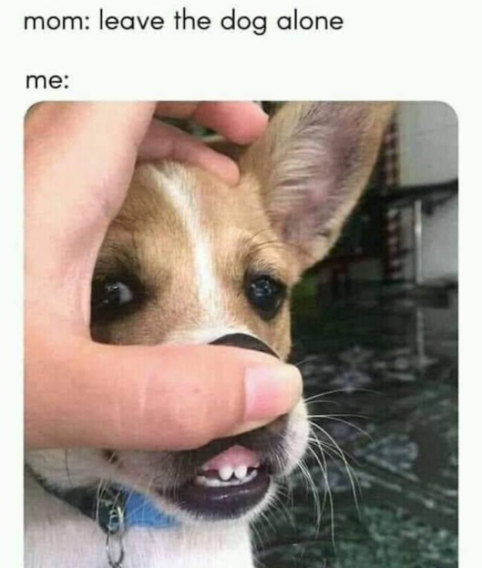 Wait, They Actually Ranked Dog Memes? Yep, And These Are the Funniest!