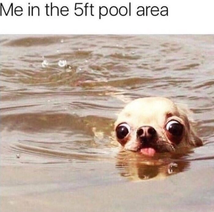 Wait, They Actually Ranked Dog Memes? Yep, And These Are the Funniest!