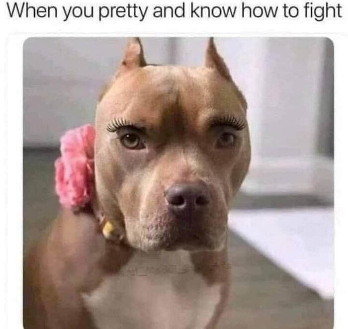 Wait, They Actually Ranked Dog Memes? Yep, And These Are the Funniest!