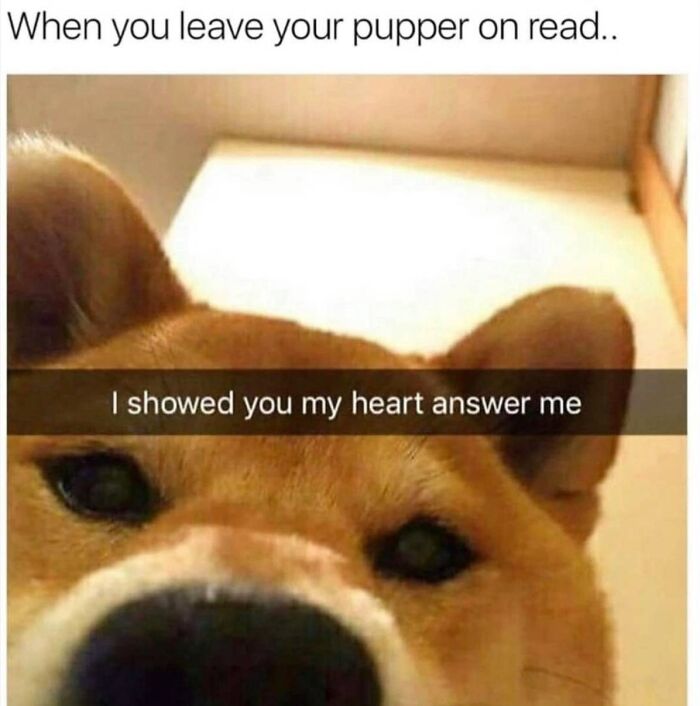 Wait, They Actually Ranked Dog Memes? Yep, And These Are the Funniest!