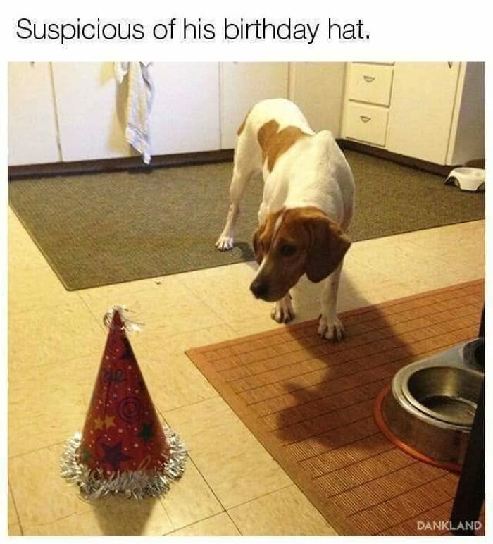 Wait, They Actually Ranked Dog Memes? Yep, And These Are the Funniest!