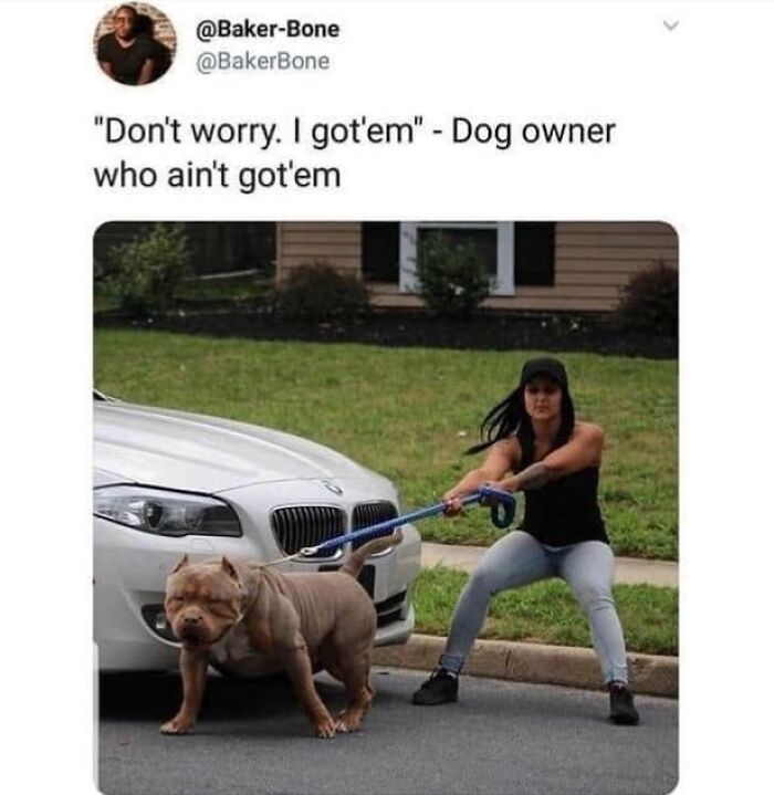 Wait, They Actually Ranked Dog Memes? Yep, And These Are the Funniest!
