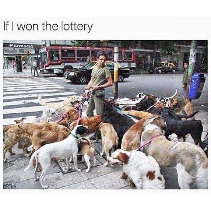 Wait, They Actually Ranked Dog Memes? Yep, And These Are the Funniest!