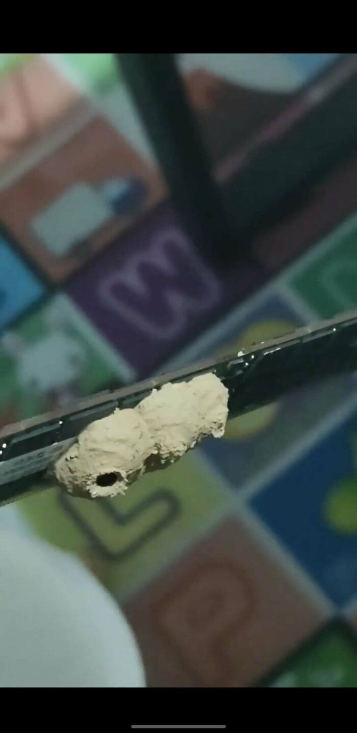 Nest Found on Stick-on RAM. Wait, What?!
