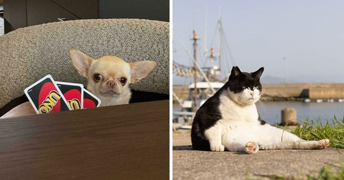 When Animal Photos Go Hilariously Wrong (Or Right, Who’s Counting?)