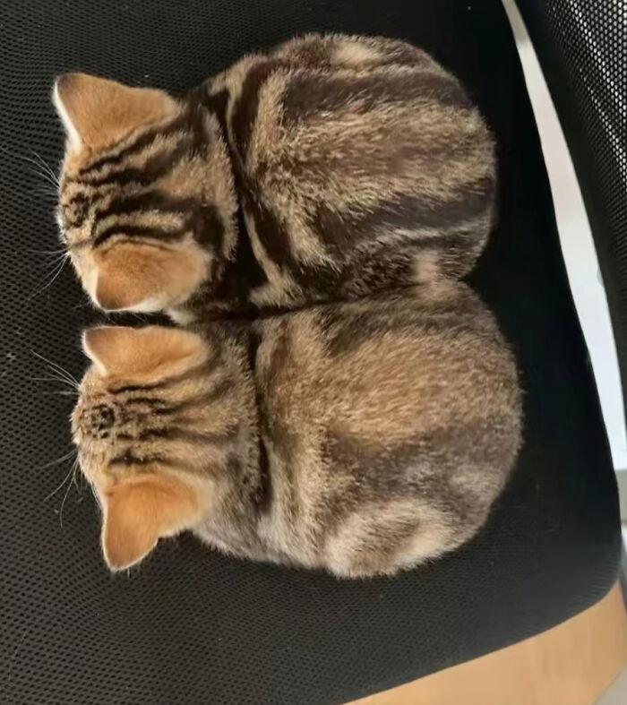 Ctrl C + Ctrl V: Pet Edition