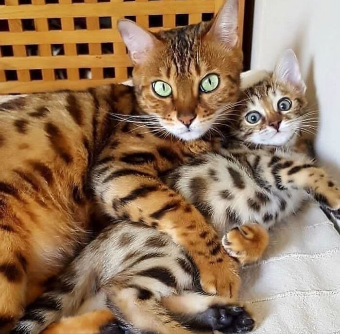 Mama Cat & Daughter Strike A Pose