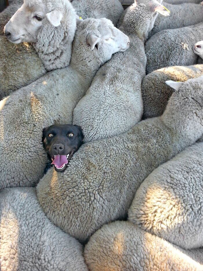 When Animal Photos Go Hilariously Wrong (Or Right, Who’s Counting?)