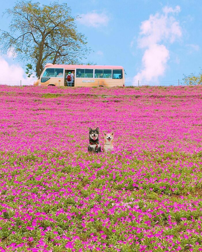 When Animal Photos Go Hilariously Wrong (Or Right, Who’s Counting?)
