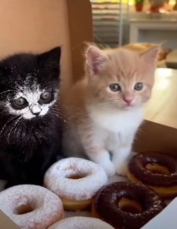 When Animal Photos Go Hilariously Wrong (Or Right, Who’s Counting?)