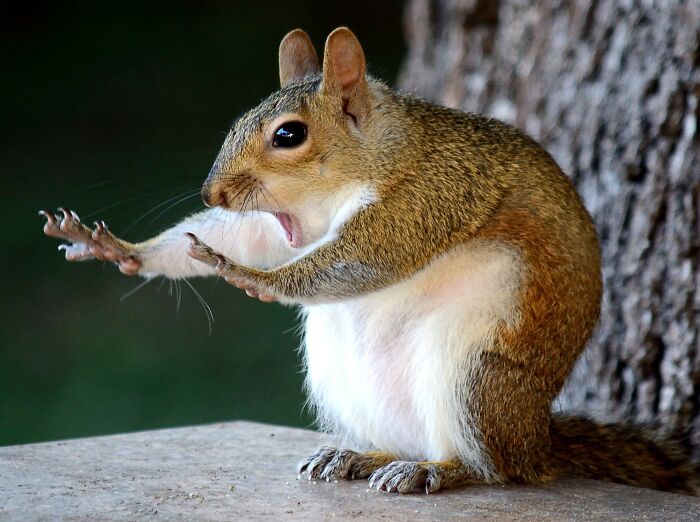 When Animal Photos Go Hilariously Wrong (Or Right, Who’s Counting?)