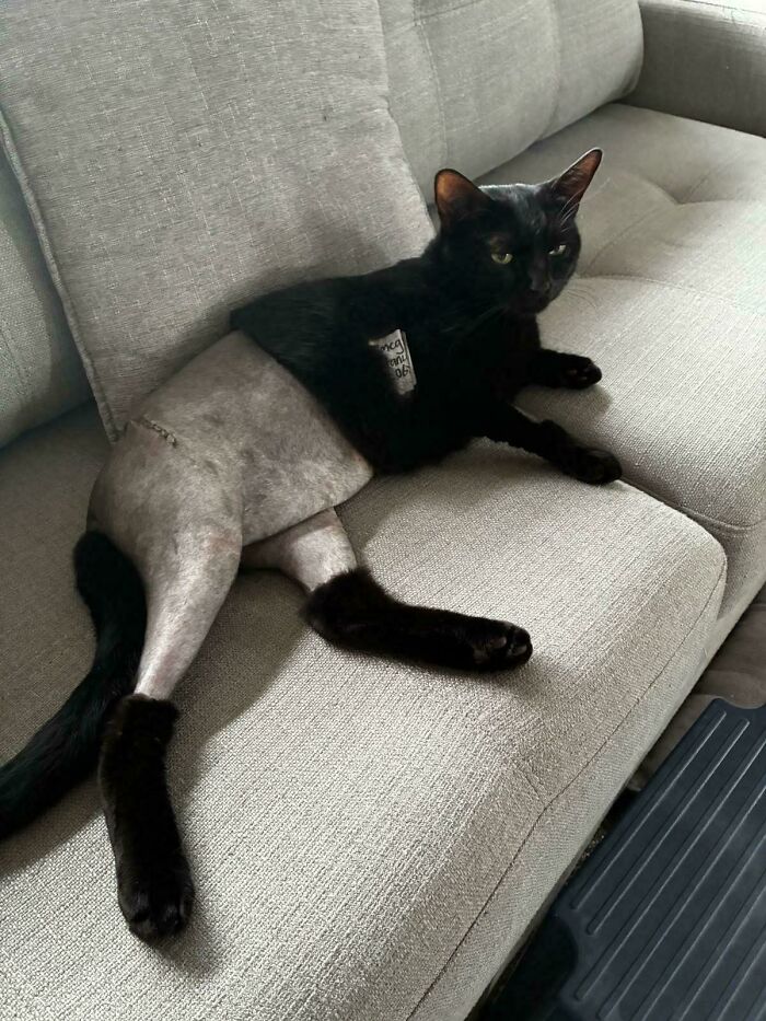 When Animal Photos Go Hilariously Wrong (Or Right, Who’s Counting?)