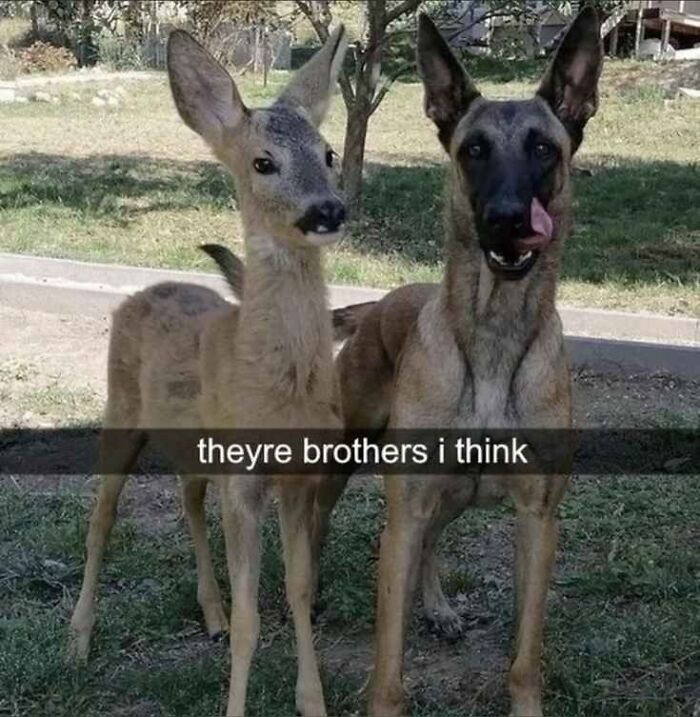 When Animal Photos Go Hilariously Wrong (Or Right, Who’s Counting?)