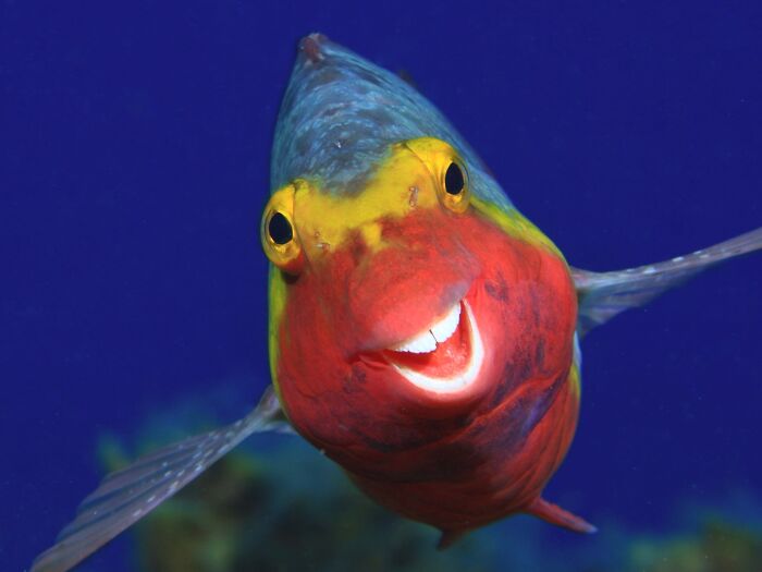 When Animal Photos Go Hilariously Wrong (Or Right, Who’s Counting?)