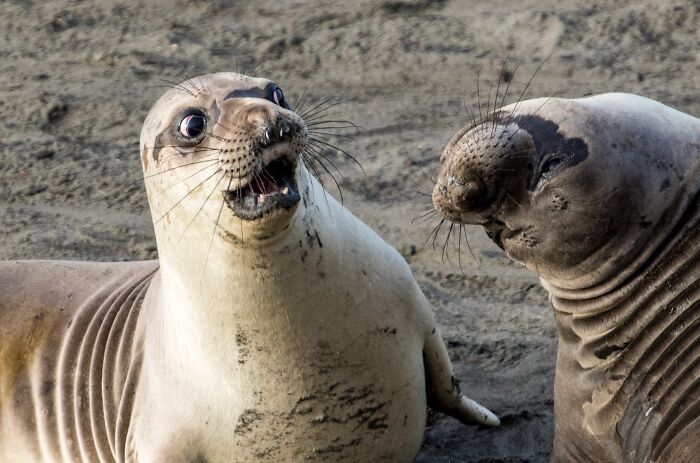 When Animal Photos Go Hilariously Wrong (Or Right, Who’s Counting?)