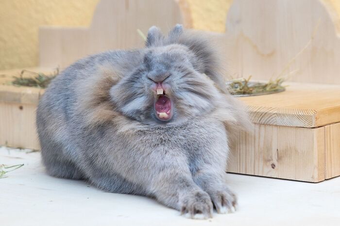 When Animal Photos Go Hilariously Wrong (Or Right, Who’s Counting?)
