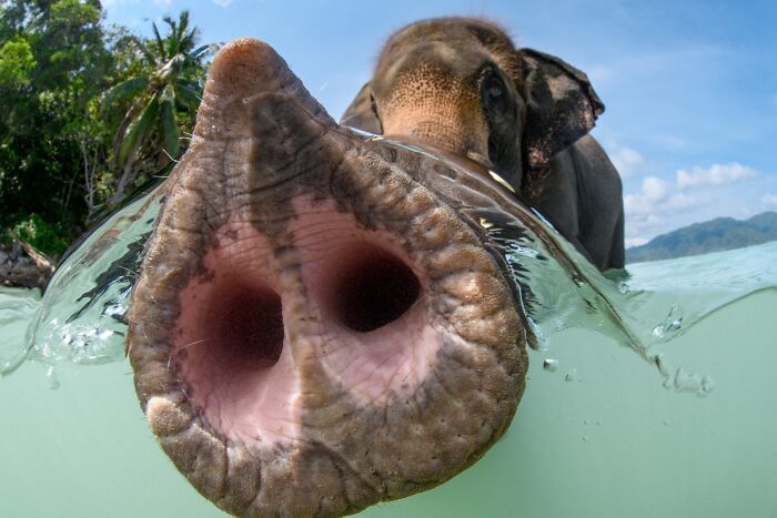 When Animal Photos Go Hilariously Wrong (Or Right, Who’s Counting?)