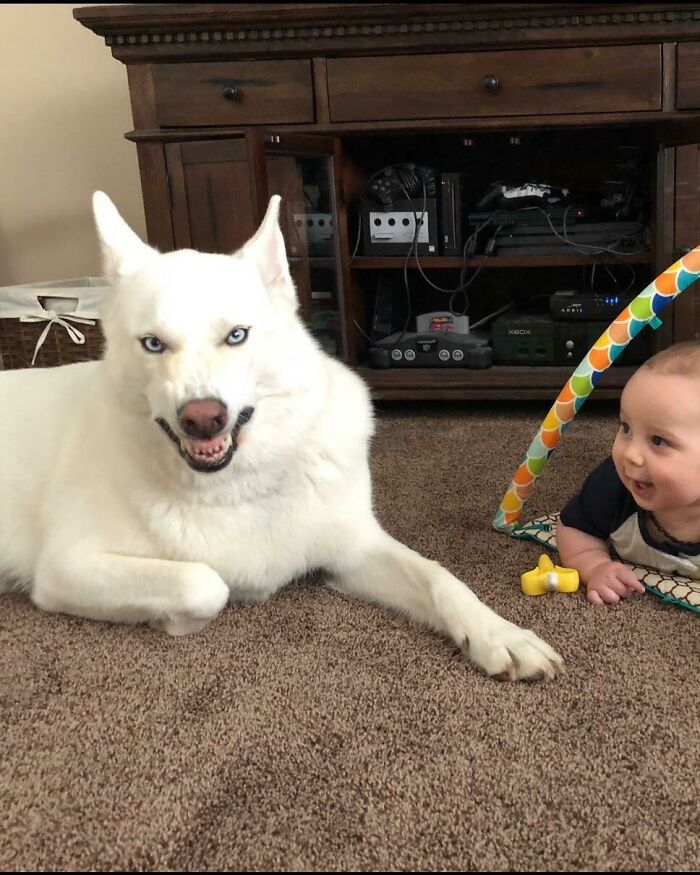 When Animal Photos Go Hilariously Wrong (Or Right, Who’s Counting?)