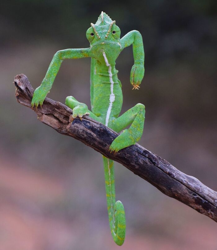 When Animal Photos Go Hilariously Wrong (Or Right, Who’s Counting?)
