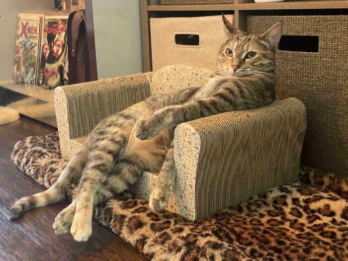 When Animal Photos Go Hilariously Wrong (Or Right, Who’s Counting?)