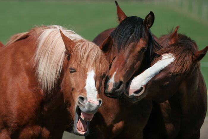 When Animal Photos Go Hilariously Wrong (Or Right, Who’s Counting?)
