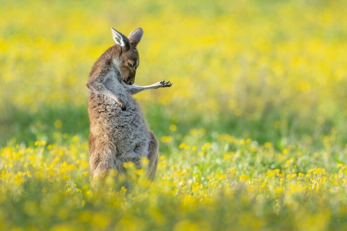 When Animal Photos Go Hilariously Wrong (Or Right, Who’s Counting?)