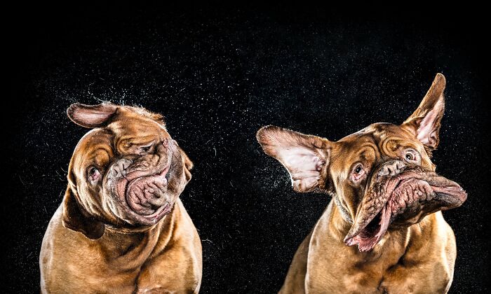 When Animal Photos Go Hilariously Wrong (Or Right, Who’s Counting?)