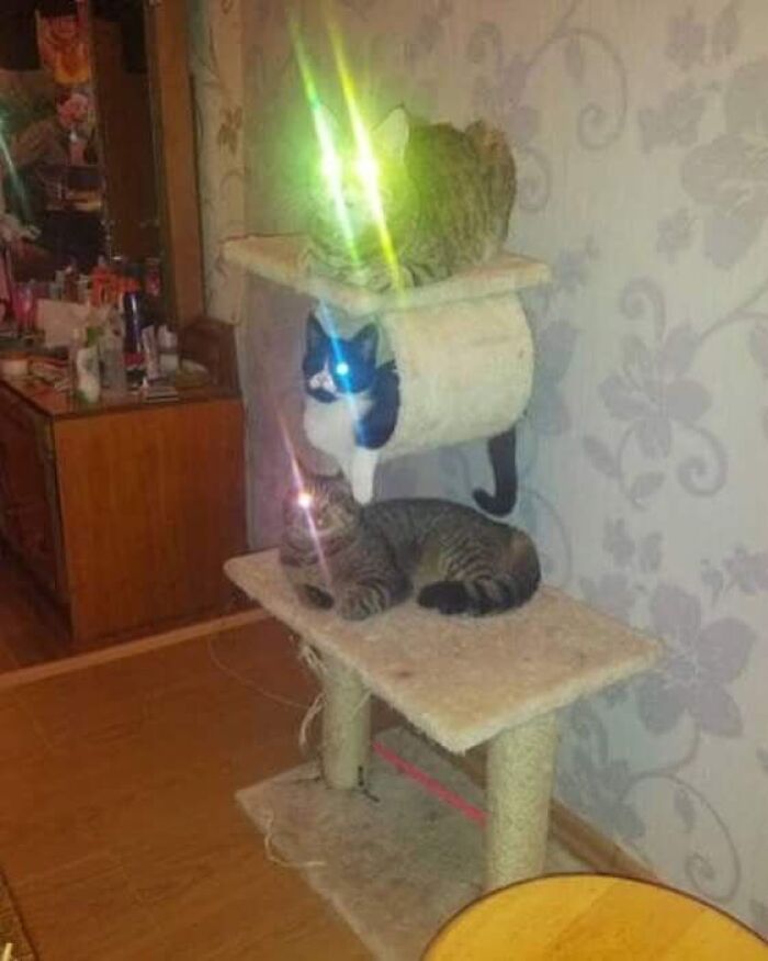 When Animal Photos Go Hilariously Wrong (Or Right, Who’s Counting?)