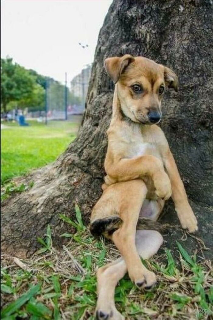 When Animal Photos Go Hilariously Wrong (Or Right, Who’s Counting?)
