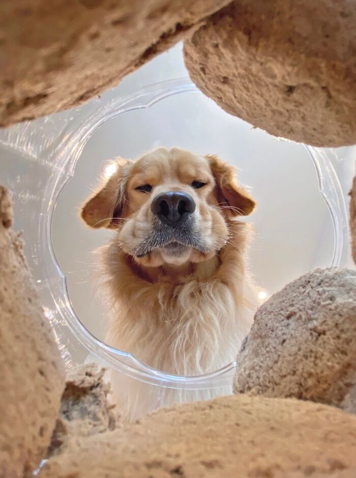 When Animal Photos Go Hilariously Wrong (Or Right, Who’s Counting?)