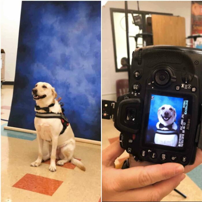 When Animal Photos Go Hilariously Wrong (Or Right, Who’s Counting?)