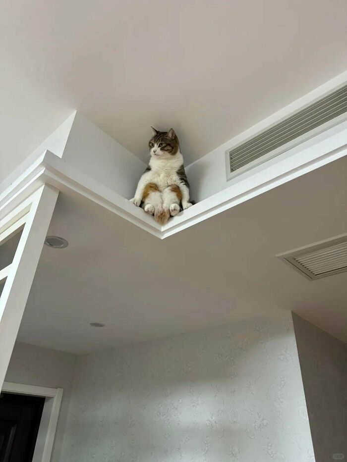 When Animal Photos Go Hilariously Wrong (Or Right, Who’s Counting?)