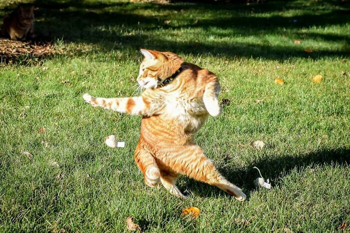 When Animal Photos Go Hilariously Wrong (Or Right, Who’s Counting?)