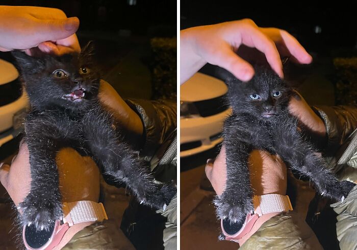 When Animal Photos Go Hilariously Wrong (Or Right, Who’s Counting?)