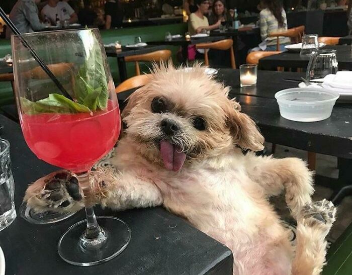 When Animal Photos Go Hilariously Wrong (Or Right, Who’s Counting?)