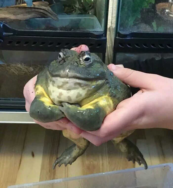 When Animal Photos Go Hilariously Wrong (Or Right, Who’s Counting?)