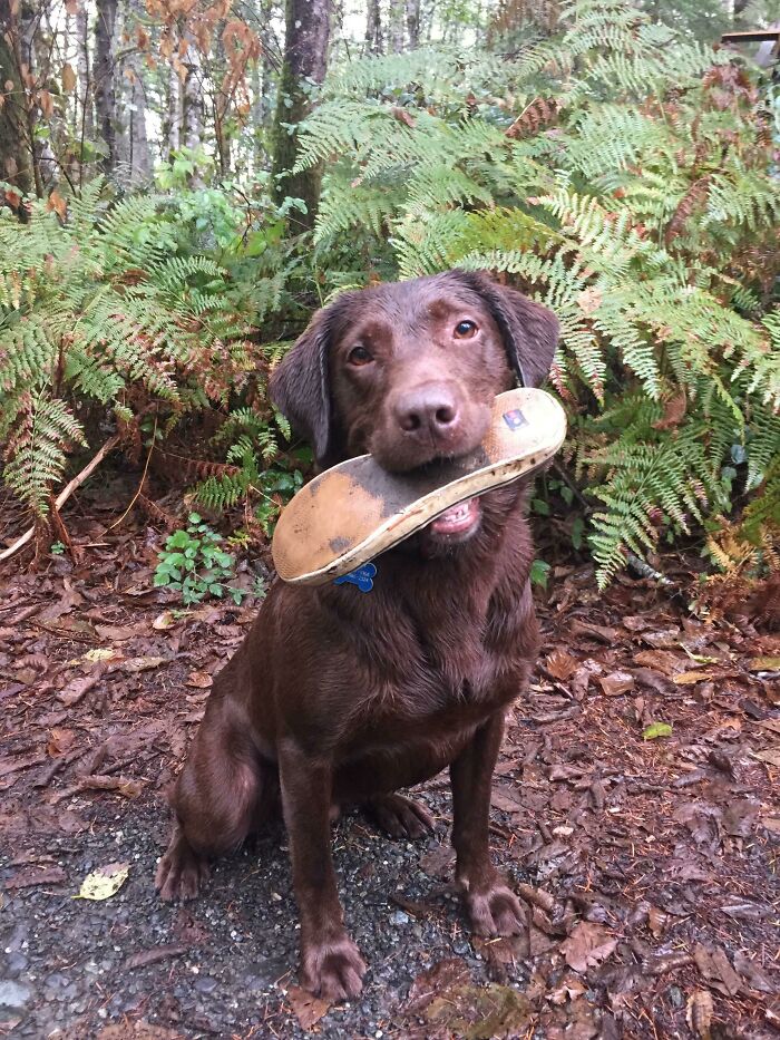 When Animal Photos Go Hilariously Wrong (Or Right, Who’s Counting?)