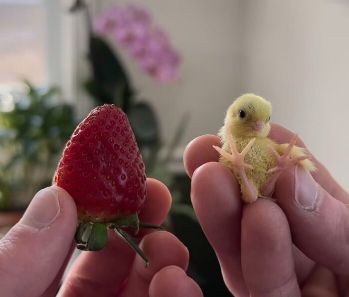 When Animal Photos Go Hilariously Wrong (Or Right, Who’s Counting?)